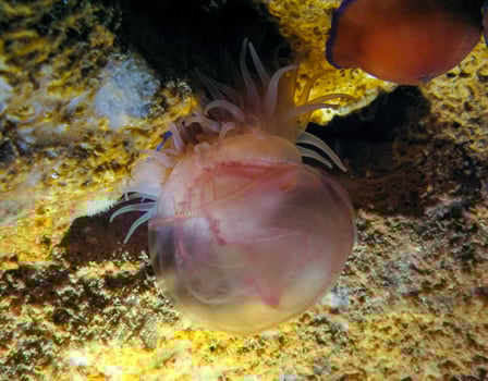 Beadlet anemone Actinia equina, sea anemone caught and eats jellyfish Aurelia aurita, Black Sea, Crimea photo