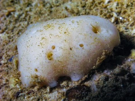 Geodia stellosa, white sea sponge in an underwater cave on an underwater rock in western Crimea, Tarkhankut photo