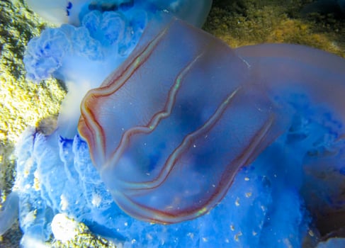 Predatory comb jelly Beroe ovata swim in the water column, Black Sea photo