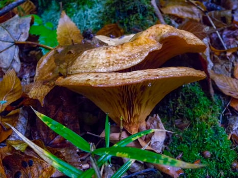Paxillus involutus, Mushrooms lamellar with brown cap in the forest in Ivano-Frankivsk region photo
