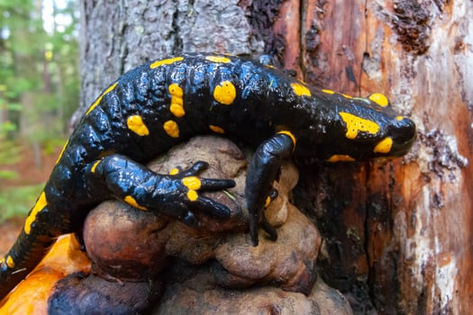 The fire salamander Salamandra salamandra in the forest near the city of Yaremche, Ivano-Frankivsk region, Ukraine photo