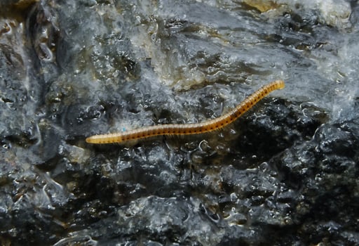 Blaniulus guttulatus Blaniulidae, thin little centipede from Odessa catacombs photo