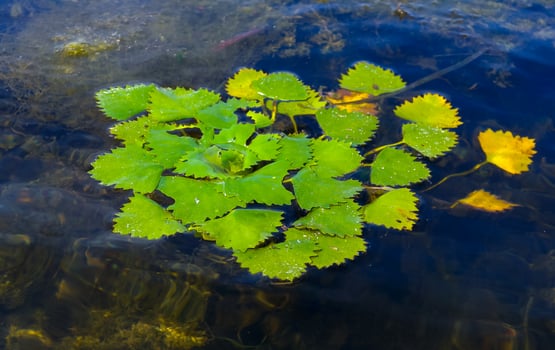 Water caltrop Trapa natans, floating aquatic plant with edible nuts photo