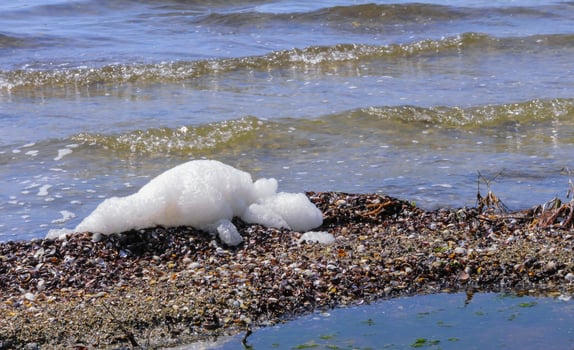 Shells of bivalve mollusks were thrown by a storm on the shore of the Tiligul estuary photo