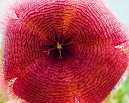 Zulu giant, carrion plant and toad plant Stapelia gigantea, blooms with a large smelly red flower photo