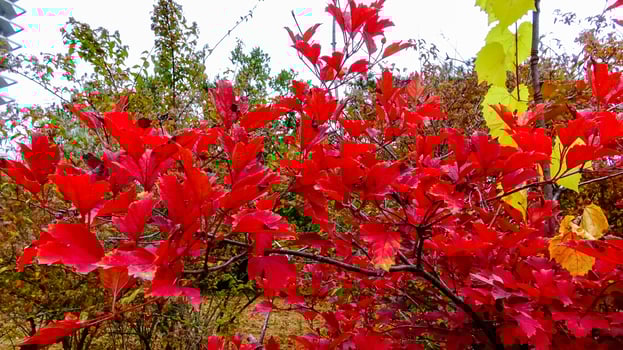 Red leaves in autumn on a tree in the botanical garden, Odessa photo
