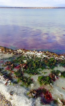 Red and green algae under the ice. Shore of the frozen Tiligul estuary photo