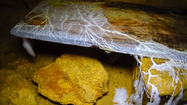 Overgrown colonies of mold fungi Ascomycetes on rotten organic matter photo