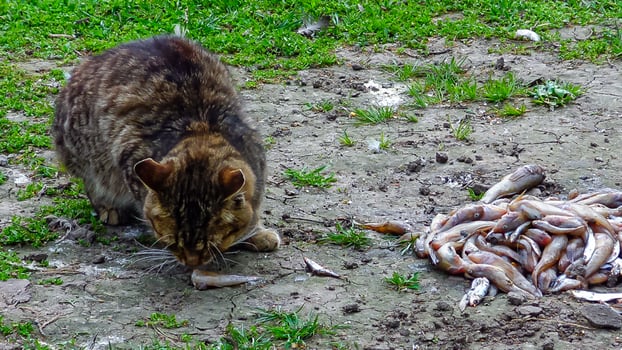 Domestic gray cat eats small fish, gobies photo