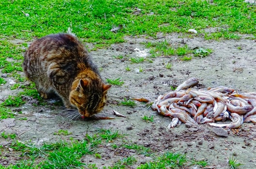 Domestic gray cat eats small fish, gobies photo