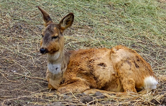The European roe deer Capreolus capreolus, also known as the western roe deer photo