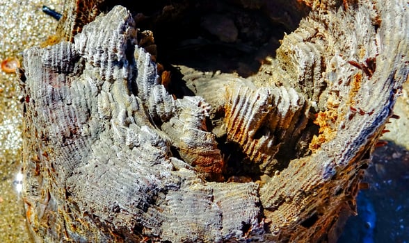 Annual rings on wooden poles in the Kuyalnik estuary preserved with salt photo
