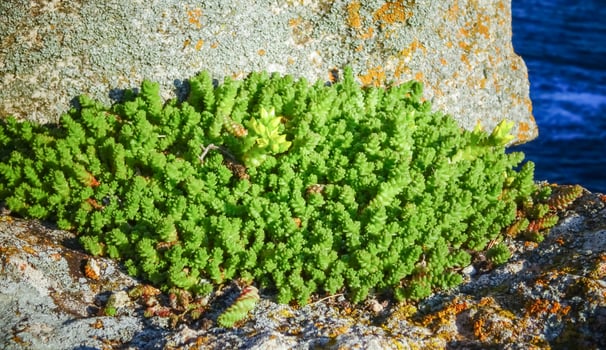 Sedum acre - goldmoss stonecrop, succulent plants photo