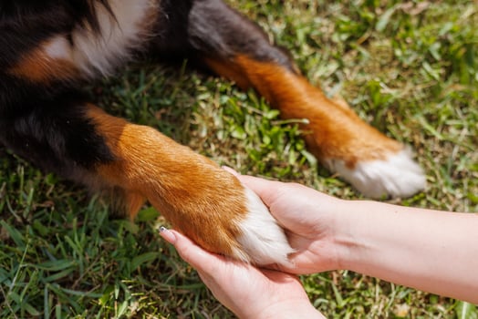 A woman is gently stroking the paws of a dog lying in the grass photo