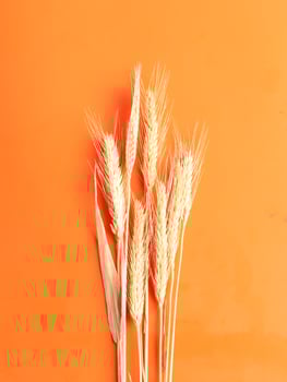 wheat rice farm plant element nature traditional flour dry wheat organic harvest cereals food art photo