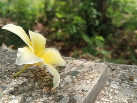 Yellow cempaka flower, horizontal view photo