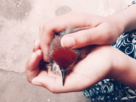 Woman's hand holding a bird, close-up horizontal view photo
