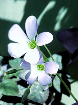 Purple butterfly flower with close up vertical view photo