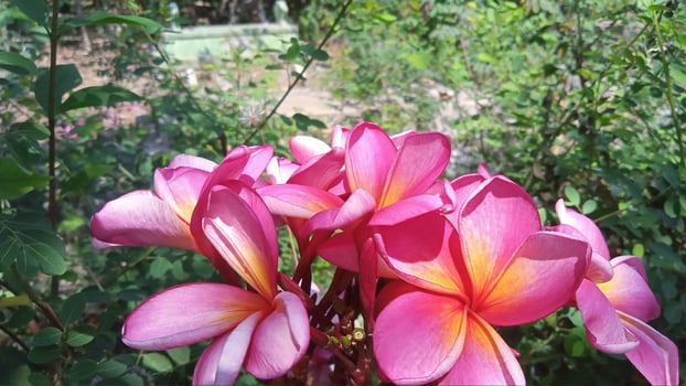 Pink flowers with yellow centers in a garden photo