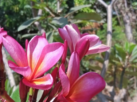 Pink and yellow flowers are blooming in the garden photo