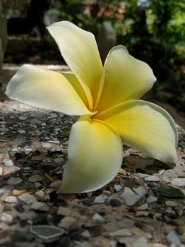 Yellow cempaka flower with close up vertical view photo