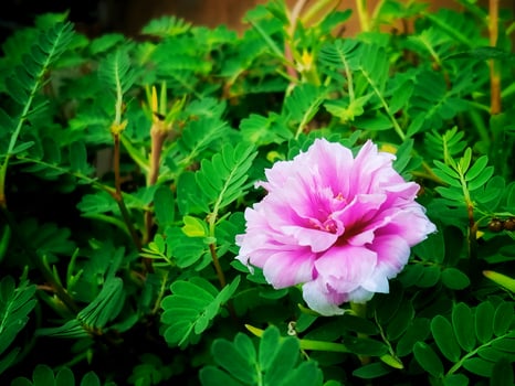 Pink flowers with horizontal appearance photo