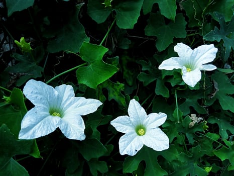 White wildflowers in close up horizontal view photo