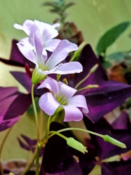 Purple butterfly flower with close up vertical view photo