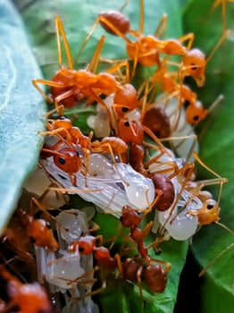 Colony of weaver ants in close-up vertical view photo