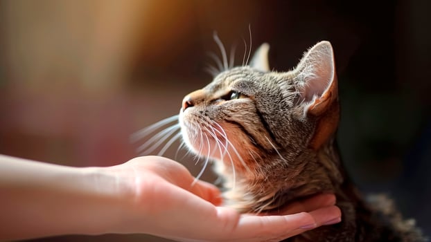 Hand Gently Petting Cat. Affectionate Touch, Feline Companion, Domestic Animal. photo