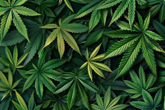 Cannabis leaves forming a green marijuana background photo