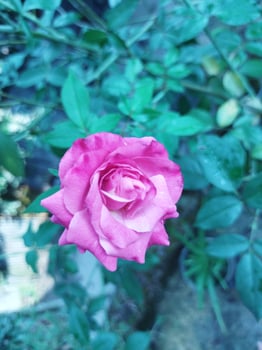 flower with natural background photo