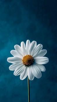Single White Daisy Blooming Against Blue Backdrop. Nature's Beauty, Floral Elegance. photo