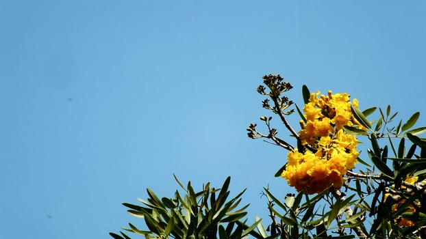 A tree with yellow flowers is in front of a blue sky. The sky is clear and bright, and the flowers are in full bloom. Copy space for text photo