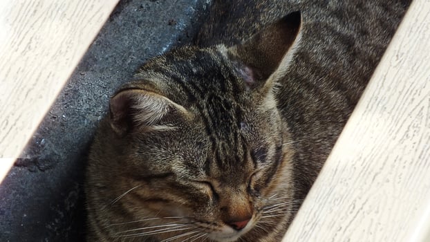 A cat is sleeping in a box. The cat is brown and white. The cat is curled up and has its eyes closed photo