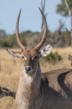 A beautiful closeup portrait of a male waterbuck in Kruger National Park. photo