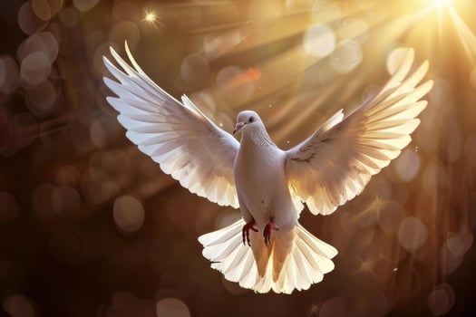 Majestic white dove in flight at sunset photo