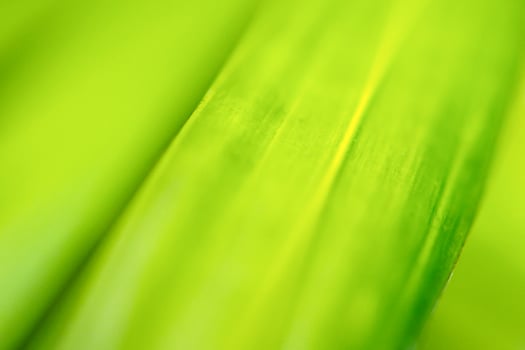 Natural plant green leaf in garden with bokeh background photo