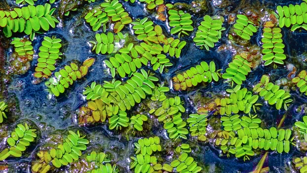Floating fern, floating moss, water butterfly wings Salvinia natans, Yalpug, Ukraine photo