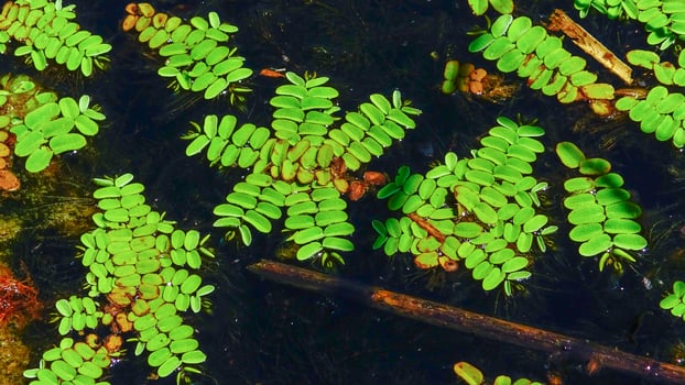 Floating fern, floating moss, water butterfly wings Salvinia natans, Yalpug, Ukraine photo