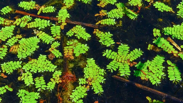 Floating fern, floating moss, water butterfly wings Salvinia natans, Yalpug, Ukraine photo