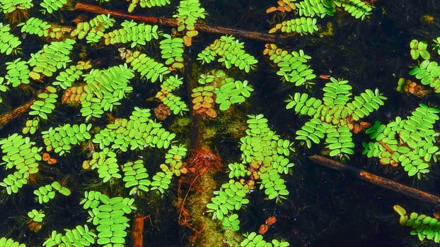 Floating fern, floating moss, water butterfly wings Salvinia natans, Yalpug, Ukraine photo