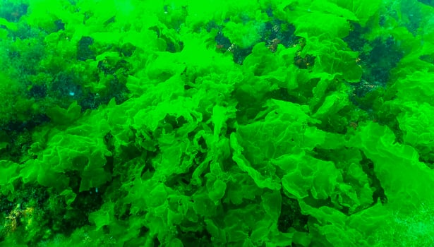 Green algae on the seabed Ulva, Enteromorpha, Cladophora photo