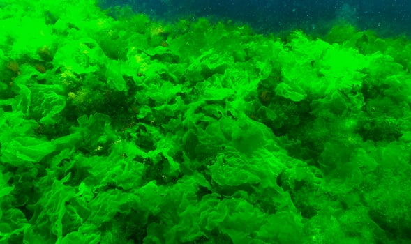 Green algae on the seabed Ulva, Enteromorpha, Cladophora photo