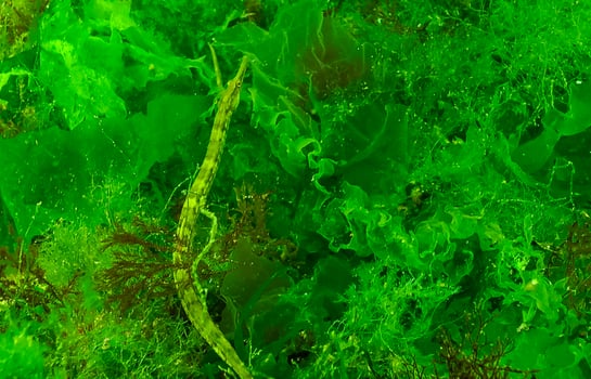 Black-striped pipefish Syngnathus abaster swim among algae near the seabed photo