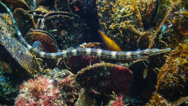 Black-striped pipefish Syngnathus abaster swim among algae near the seabed photo