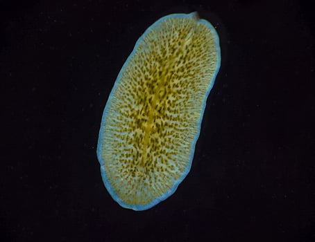 Marine flatworm - Planaria, crawling on the glass, Black Sea photo