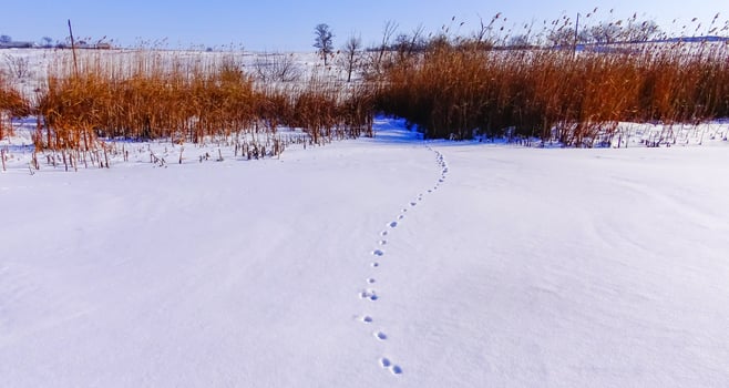 Smooth snow cover on the ice of a frozen lake in winter photo