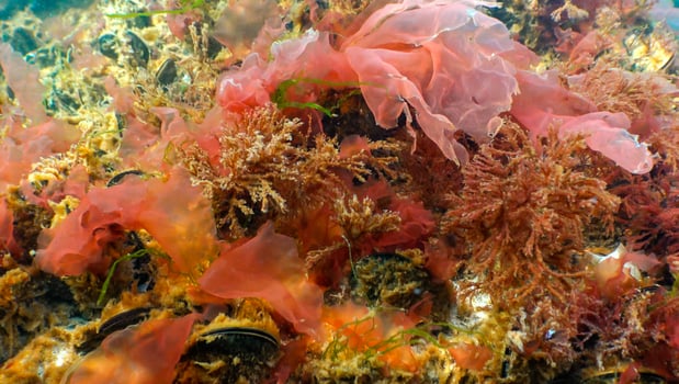Green, red and brown algae on the seabed Ulva, Enteromorpha, Ceramium, Cladophora, Porphira photo