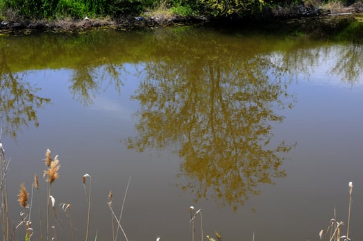 Reflection of a tree in water photo